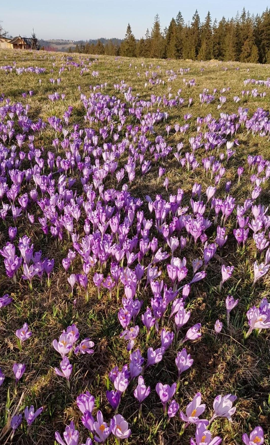 Villa Dorota ザコパネ エクステリア 写真